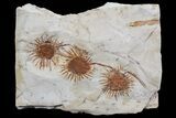 Multiple Fossil Seed Pods (Sparganium) From Montana - Paleocene #76933-1